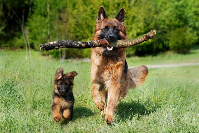 dogs brincando na grama