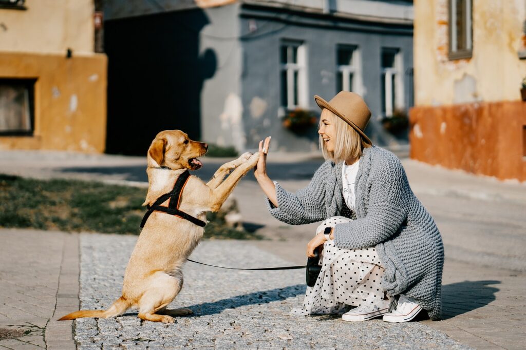 cachorro-feliz