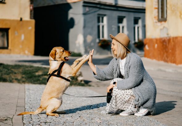 cachorro-feliz